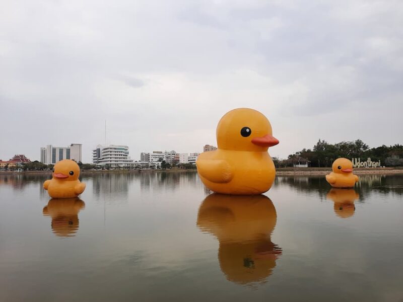 Udon Thani provinciehoofdstad 20 De gele eenden op het Prachak meer zijn het kenteken van Udon Thani © Bert Sitters