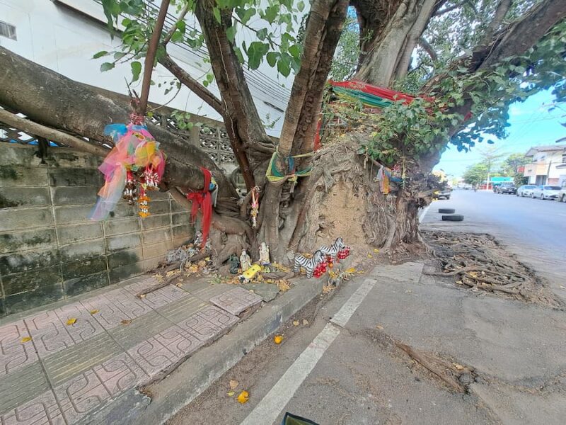 Yasothon provinciehoofdstad 20 De heilige boom van Yasothon © Bert Sitters