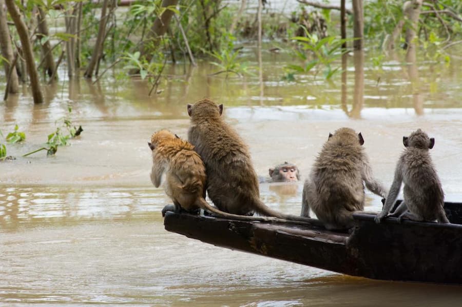 Provincie Maha Sarakham 10 De apen zijn dol op krabben @Kosun Phisai Forest Park