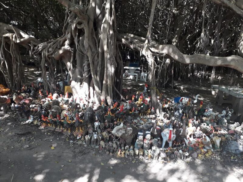 Phimai Historical Park 4 Sai Ngam heilige banyan boom met offergaven © Bert Sitters