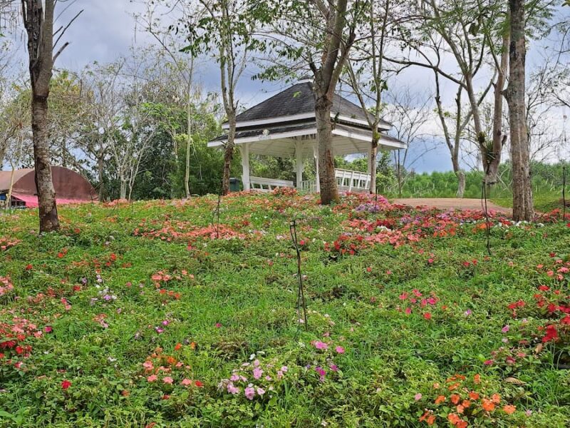 Wang Nam Khiao District 2 De bloementuinen zijn gebleven © Bert Sitters