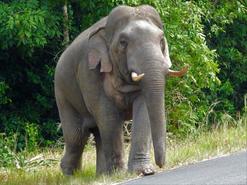 Khao Yai National Park 3 In Khao Yai leven meer dan 300 wilde olifanten © JJ Tourguide
