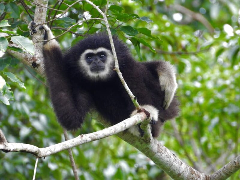 Khao Yai National Park 5 Gibbons in Khao Yai © JJ Tourguide