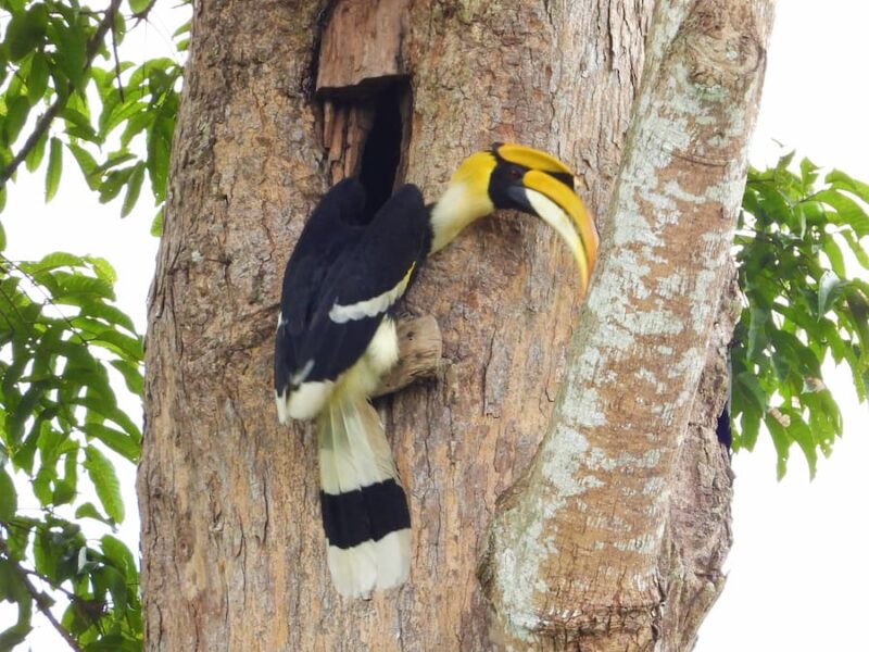 Khao Yai National Park 9 In Khao Yai zijn ook neushoornvogels © JJ Tourguide