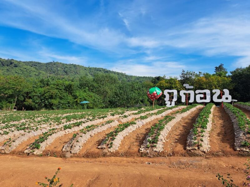 De bergen in het noordwesten van Udon Thani 18 Aardbeien plukken bij Best View Phukon Restaurant & Resort © Bert Sitters