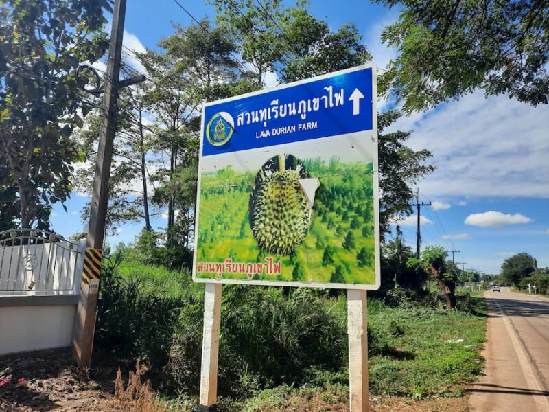Khao Pra Wihan National Park en omgeving 8 De oogst van de doerians is van Juni tot half augustus © Bert Sitters