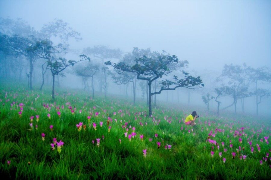Sai Thong National Park in Chaiyaphum 4 Velden met wilde bloemen in het Sai Tong National Park © TAT
