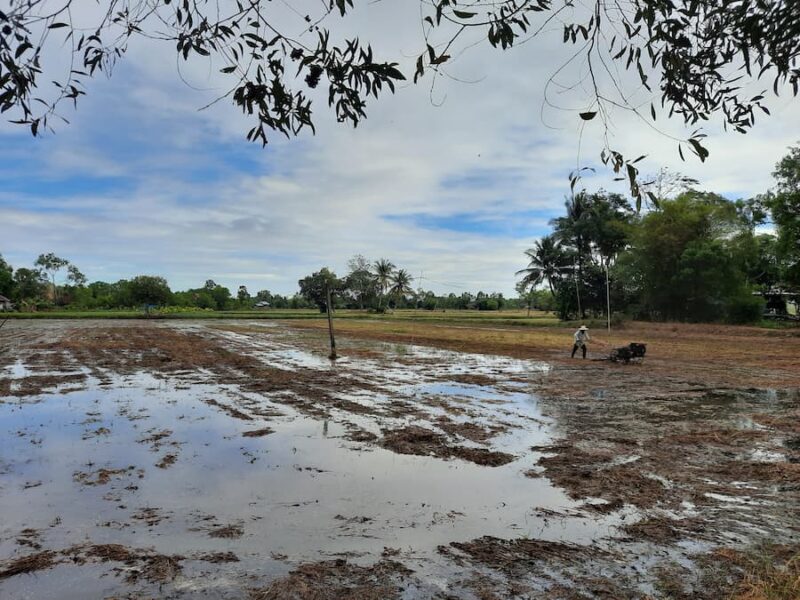 Provincie Ubon Ratchathani 15 Ban Pa Ao ligt midden tussen de rijstvelden © Bert Sitters