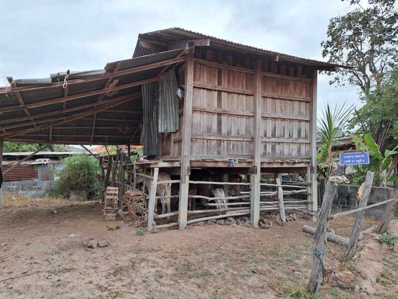 Chi River in Roi Et 7 Het vee staat onder het houten woonhuis © Bert Sitters