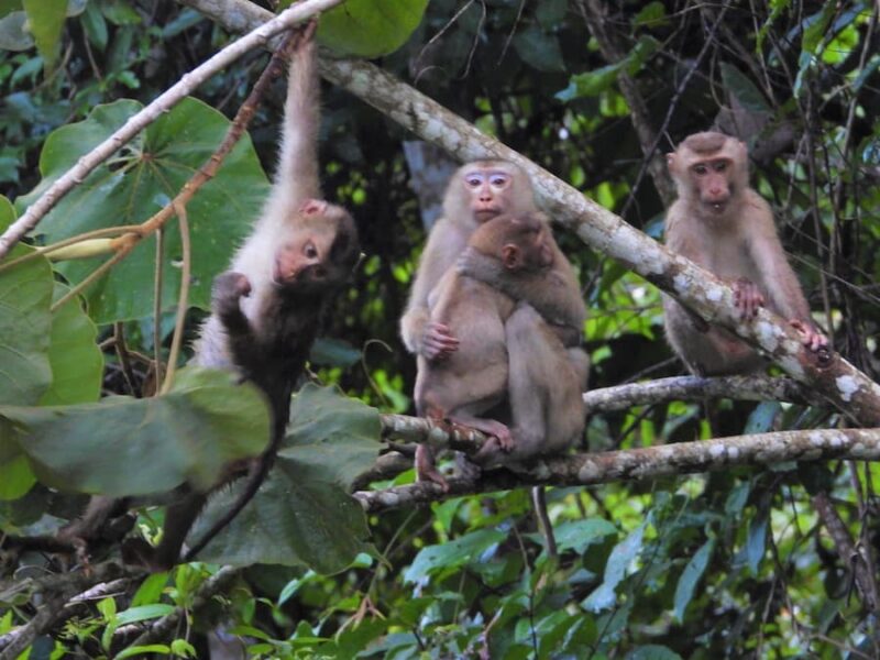 Provincie Nakhon Ratchasima (Korat): grootste provincie in de Isaan 6 Khao Yai National Park ©
JJ Tourguide