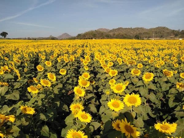 Een zee van zonnebloemen © Sunflower Field Rai Manee Sorn