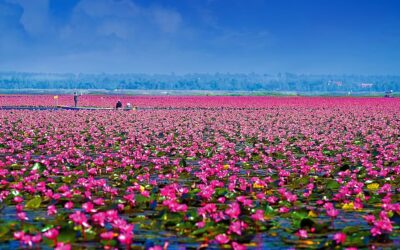 Bloemenzee op het Red Lotus Lake © TAT