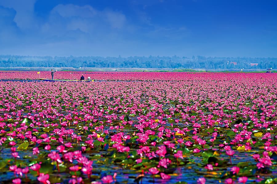 Red Lotus Lake (Han Kumphawapi) 10 Bloemenzee op het Red Lotus Lake © TAT