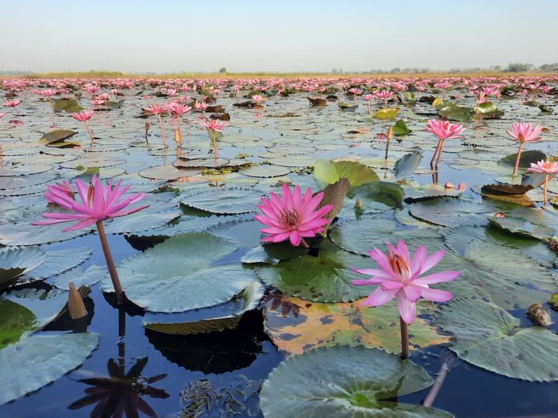 Red Lotus Lake (Han Kumphawapi) 11 Varen tussen de bloemen © Bert Sitters