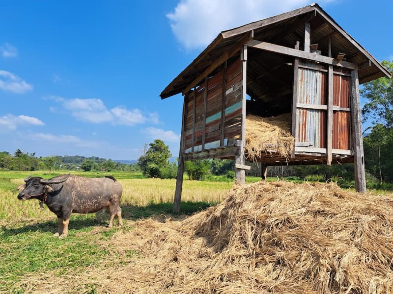 Phu Pa Man District 8 Heerlijk landelijk © Bert Sitters