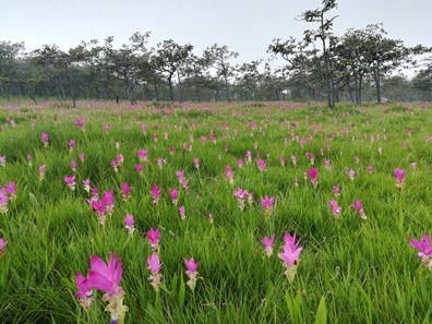 Pa Hin Ngam National Park in Chaiyaphum 3 Siamese tulp