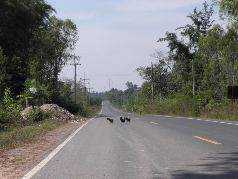Khao Pra Wihan National Park en omgeving 13 Kippen vormen vaak het enige verkeer op de weg