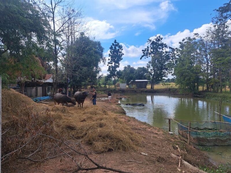 Provincie Nong Bua Lamphu 7 Waterbuffels in bad © Bert Sitters