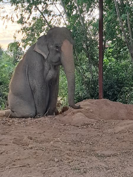 Een treurende olifant aan de ketting © Bert Sitters