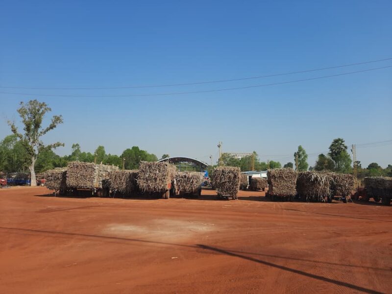 Provincie Udon Thani 29 Ondertussen gaat de suikerrietoogst gewoon door © Bert Sitters