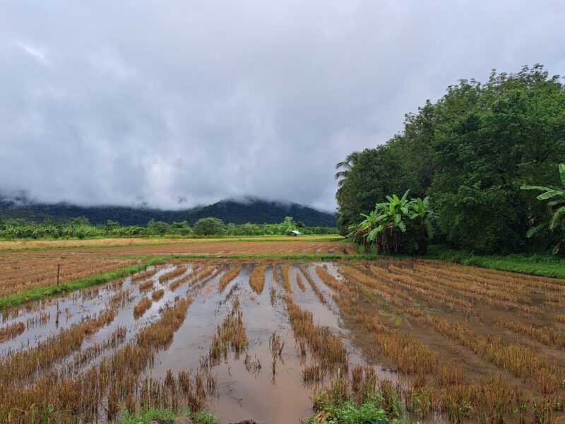 Provincie Chaiyaphum 9 Vanuit de droge heuvels ineens in de natte rijstvelden © Bert Sitters