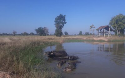 Het zijn waterbuffels © Bert Sitters