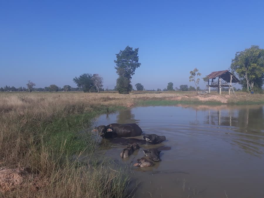 Het zijn waterbuffels © Bert Sitters