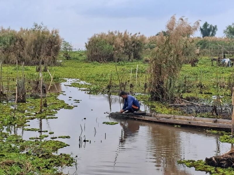 Provincie Khon Kaen 6 Moerassen met zijdecultuur © Bert Sitters