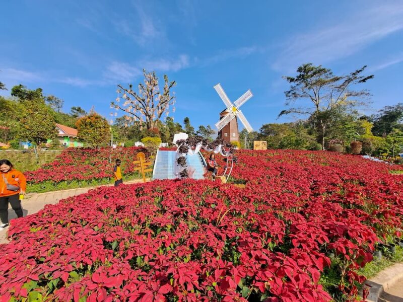 Phu Ruea National Park 3 Bloemenpracht Poinsettetia Park © Bert Sitters
