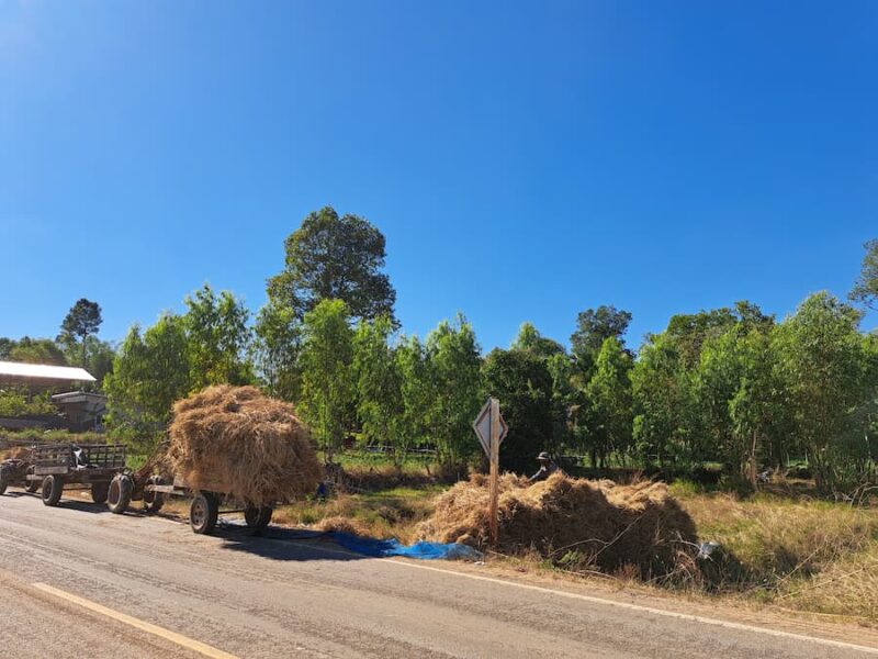 Provincie Si Sa Ket 11 Volop agrarische activiteiten© Bert Sitters