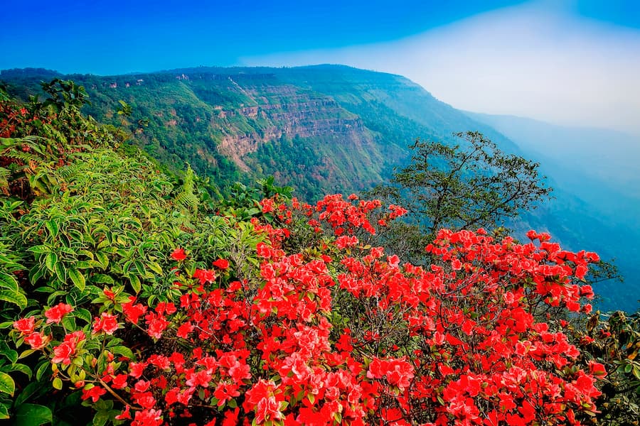 Zuiden van de provincie Loei 2 Bloemenzee in het Phu Luang Wildreservaat © TAT