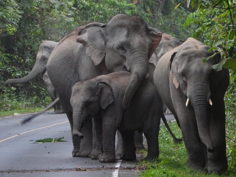 khai-yai-national-park-heeft-meer-dan-300-wilde-olifanten-©-jj-tourguide-khao-yai