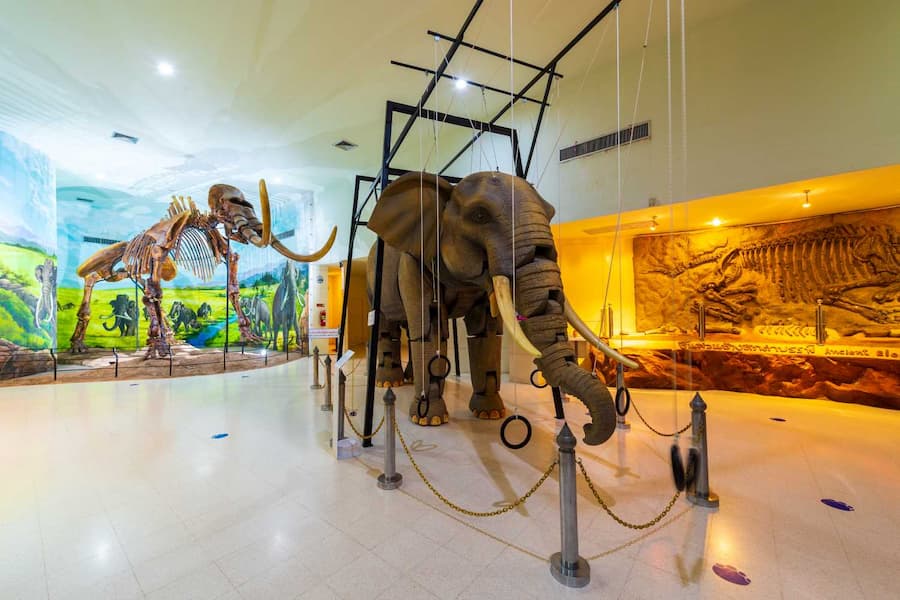 Nakhon Ratchasima (Korat) provinciehoofdstad 8 Korat Fossil Museum © TAT