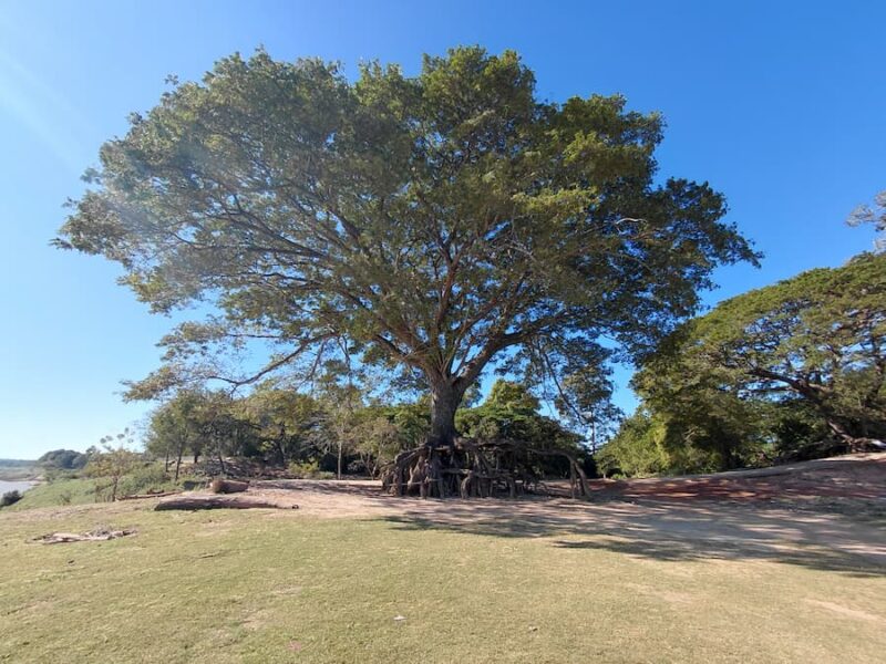De Mekong in de provincie Ubon Ratchathani 8
Ancient-Tree-staat-in-de-regentijd-onder-water-©-Bert-Sitters