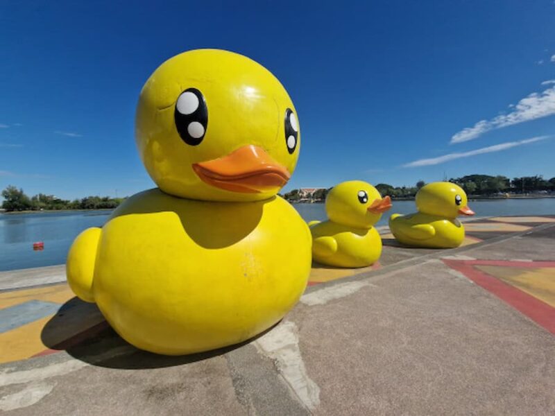 De-gele-eenden-van-Udon-Thani-©-Aniphys