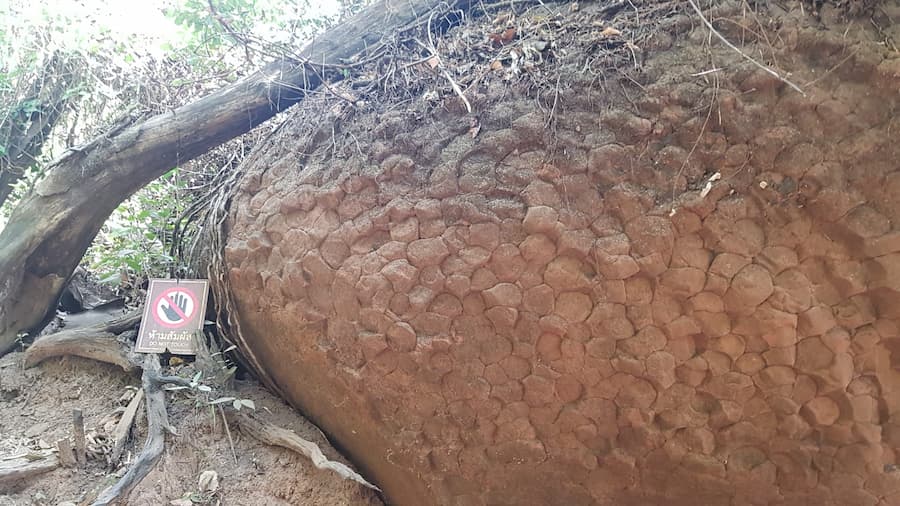 
De-schubben-van-de-versteende-naga-©-Frank-van-Rijn