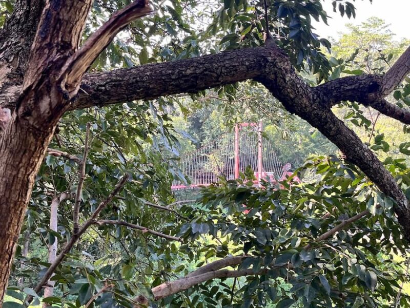 Khao-Kradong-forest-park-©Peter-Vanzanten