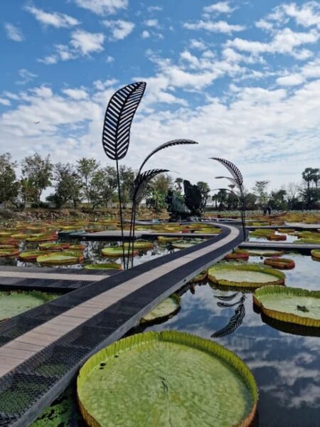Nong-Khai-Giant-Lotus-©-Aniphys