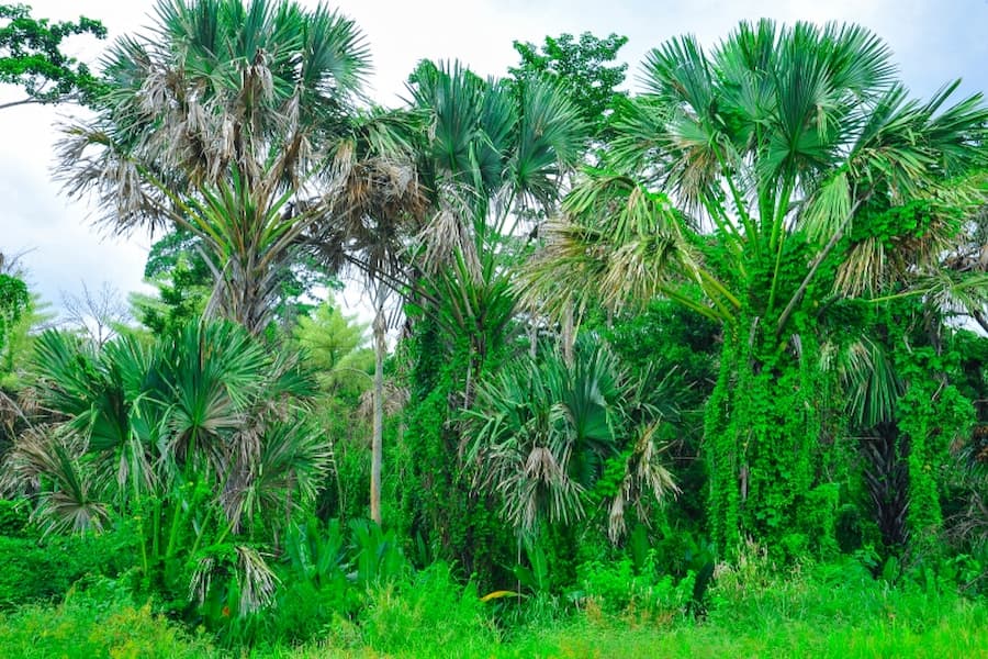 Rijkelijke-flora-in-het-Thap-Lan-National-Park-©-TAT.