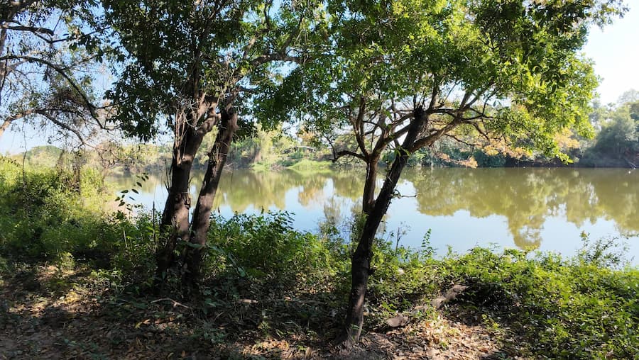 Weelderige-bomengroei-aan-de-Chi-River-©-Daniel-Boeckuyt