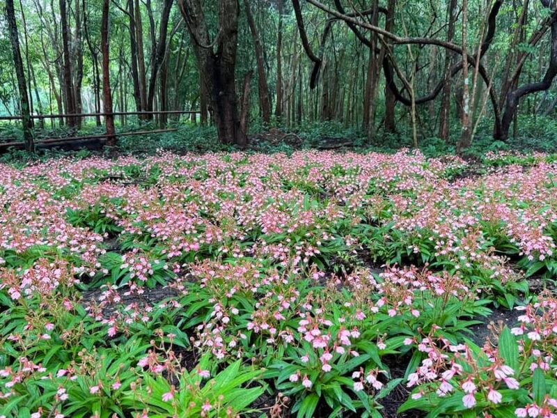 Provincie Yasothon 7 Bloemenvelden-Varkensberg-©TAT