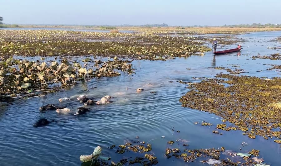 Waterbuffels genieten van het water in het Hong Han meer © Hennie Hamersma 
